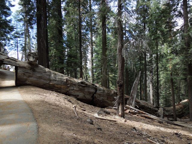 A fallen log beside a forest trail