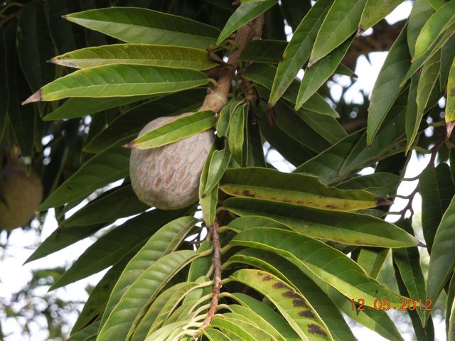 Fruit among glossy green leaves