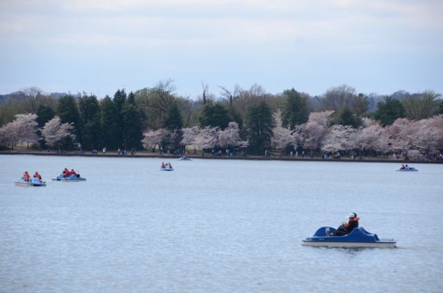 Paddle boats on the water beneath blossoming trees