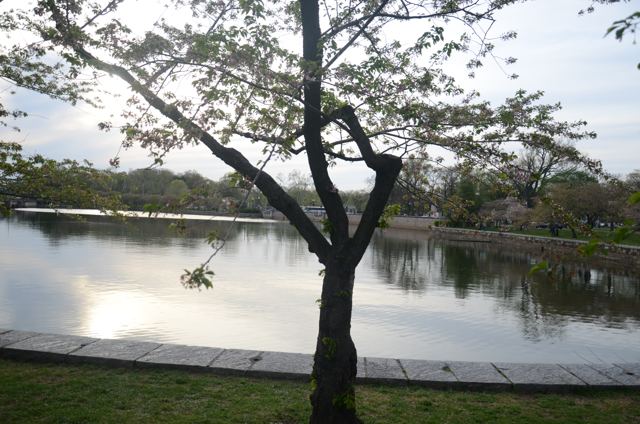 A cherry tree overhanging still water