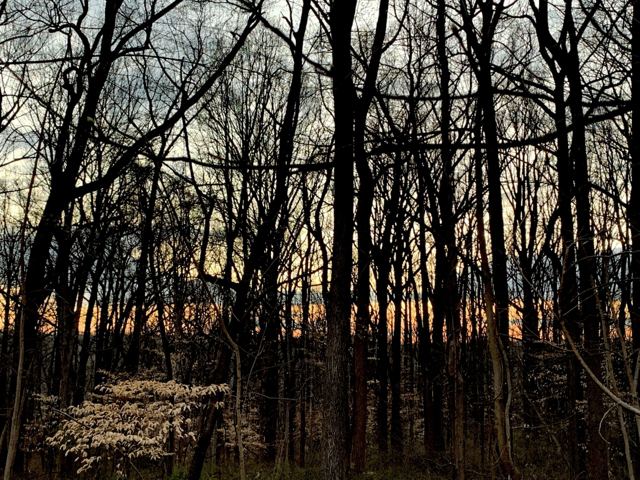Woodland at dusk with dogwood blossoms among bare trees