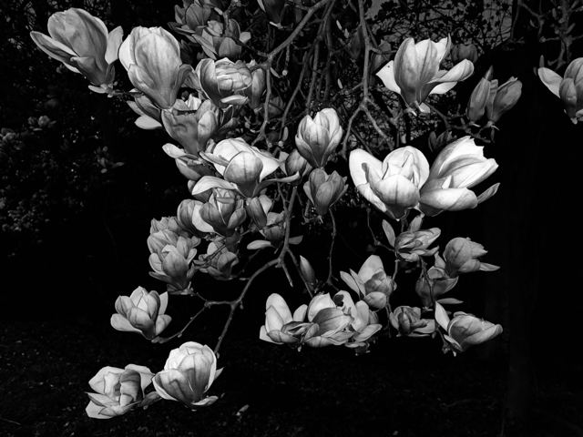 Black-and-white photograph of magnolia blossoms against a dark background