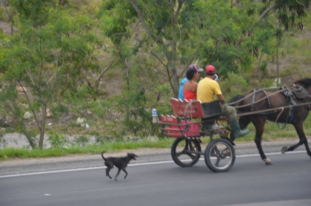 A horse cart on a country road