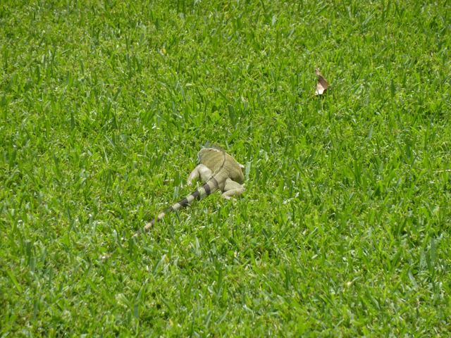An iguana in green grass