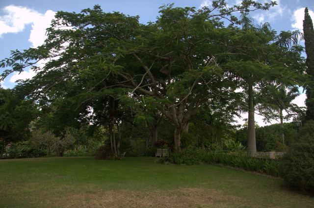 A spreading tree on a green lawn