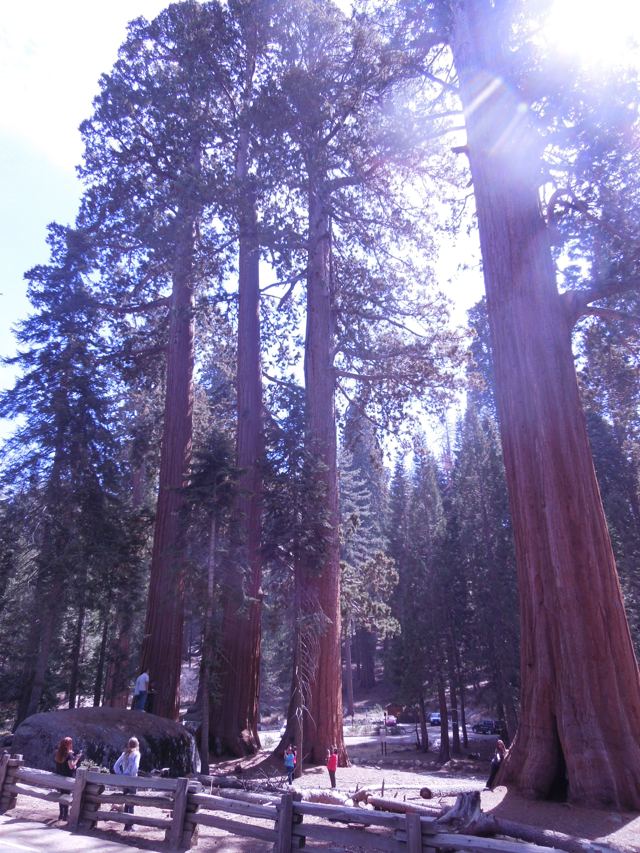 Giant sequoias with sunlight in the crowns