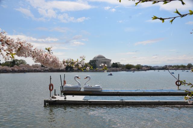 A dock beneath blossoms with a memorial beyond