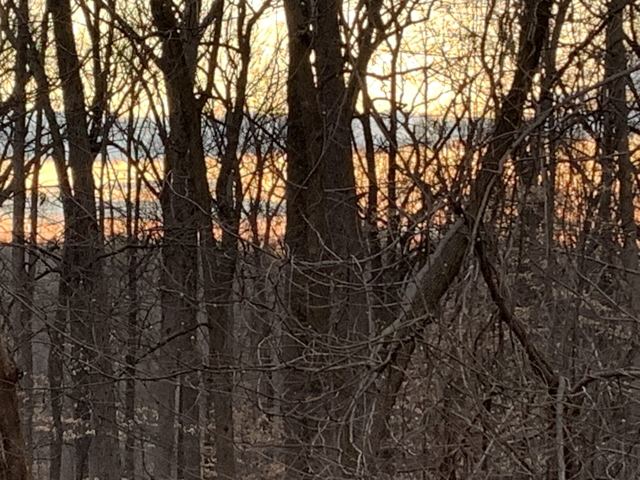 Bare winter trees with an orange glow behind them