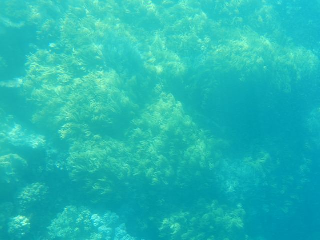 Turquoise water over a coral reef