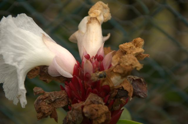 A pale flower with a red centre