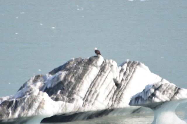 A bald eagle perched on an iceberg