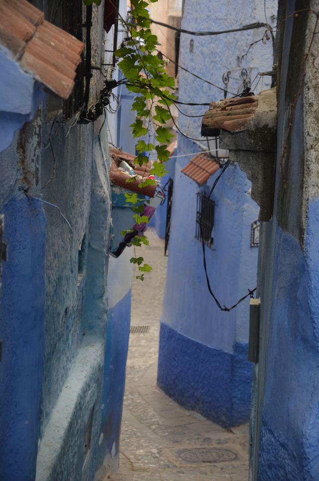 Narrow lane with plants hanging between blue walls
