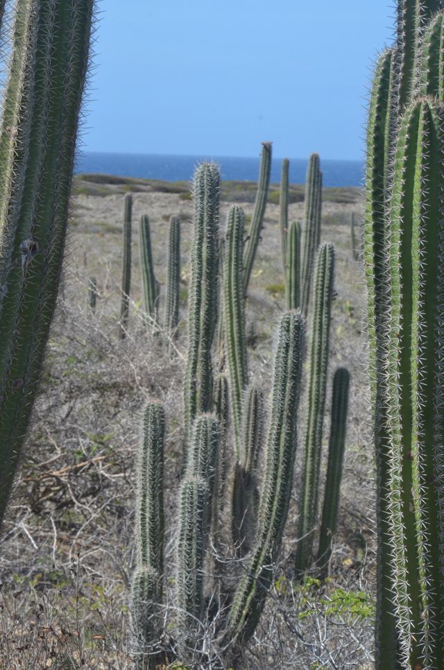 Tall cacti with the sea beyond