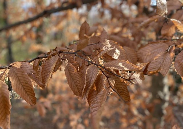 Close-up of copper-brown beech leaves on a branch