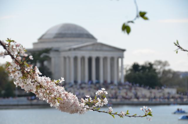 A domed memorial framed by cherry blossom