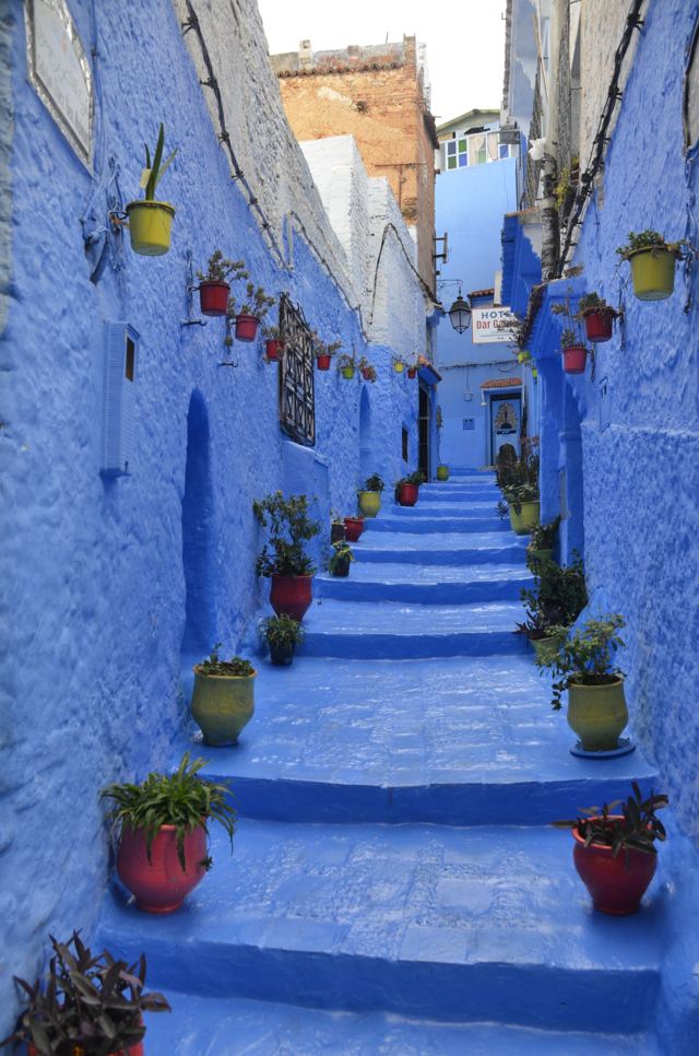 A long blue staircase lined with potted plants