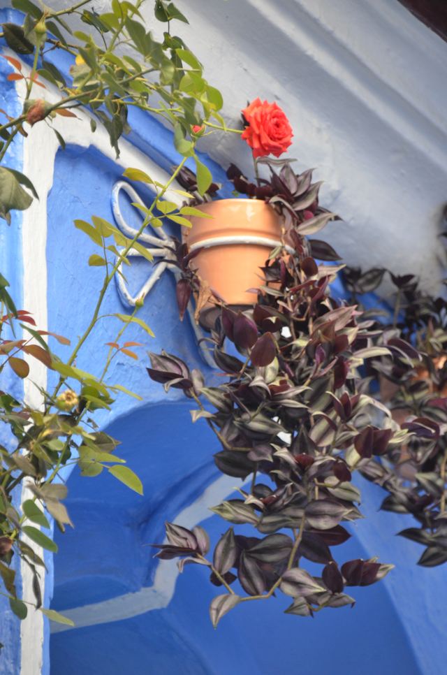 A red geranium in a pot against a blue wall