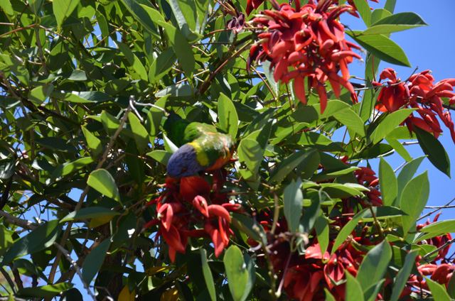 Red flowers with a lorikeet