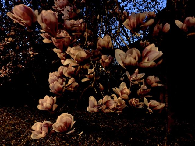 Pink magnolia blossoms on branches in low evening light