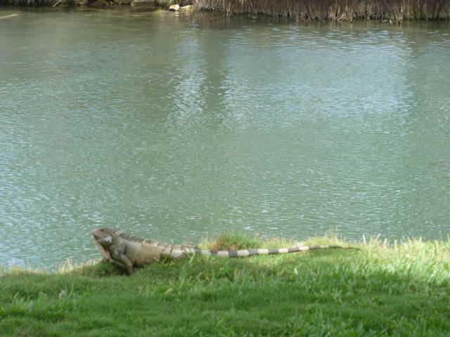 An iguana beside a green pond