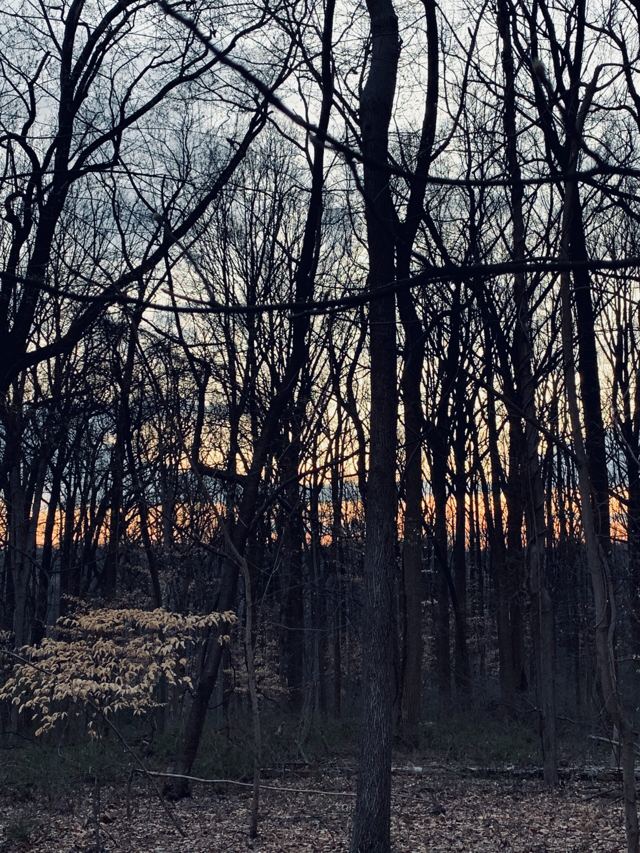 Bare trees silhouetted against a dusk sky, white dogwood blooms low in the frame