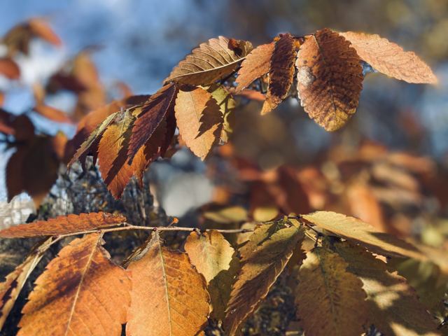 Sunlit orange autumn leaves against a blurred blue sky