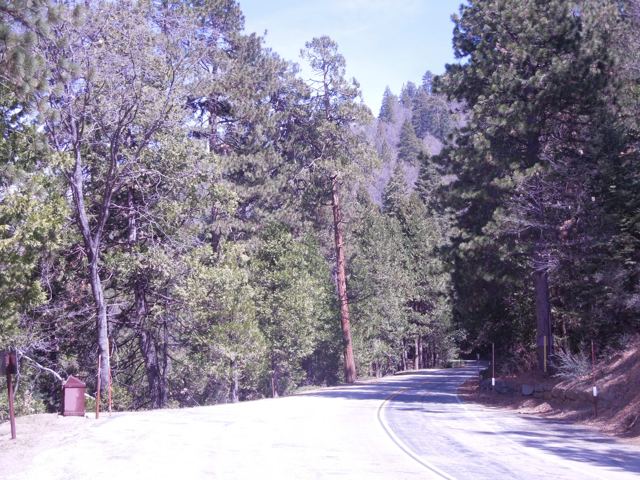A road curving through the pines