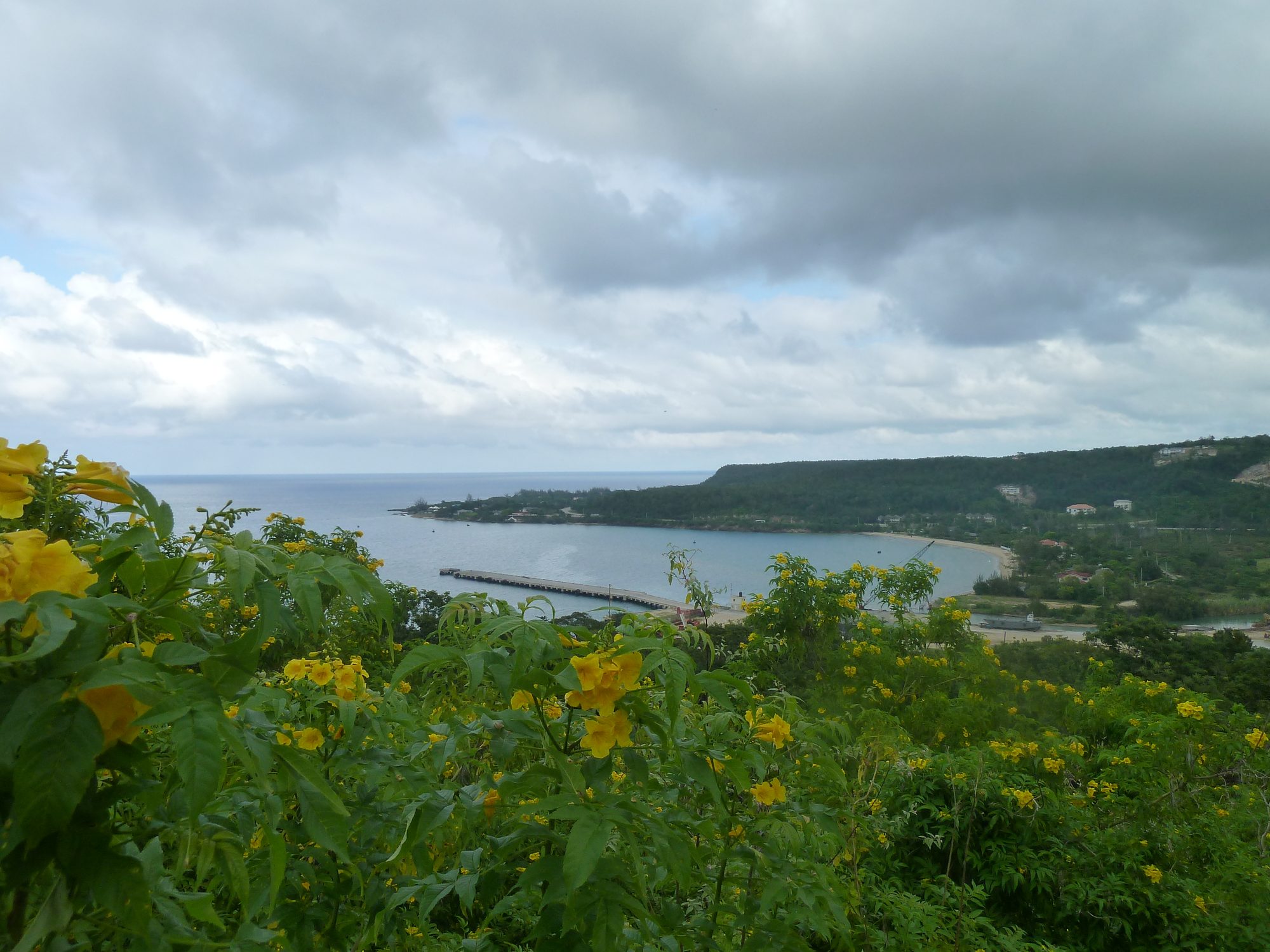 Yellow wildflowers above a curving bay
