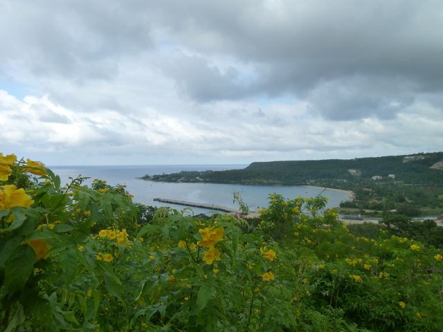 Yellow wildflowers above a curving bay