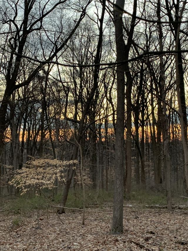 Bare forest trees at sunset with a flowering dogwood at the base
