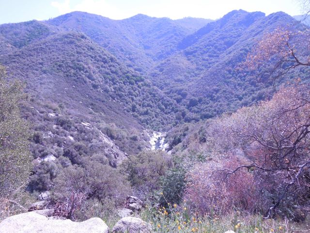 A rugged canyon with a stream and spring flowers