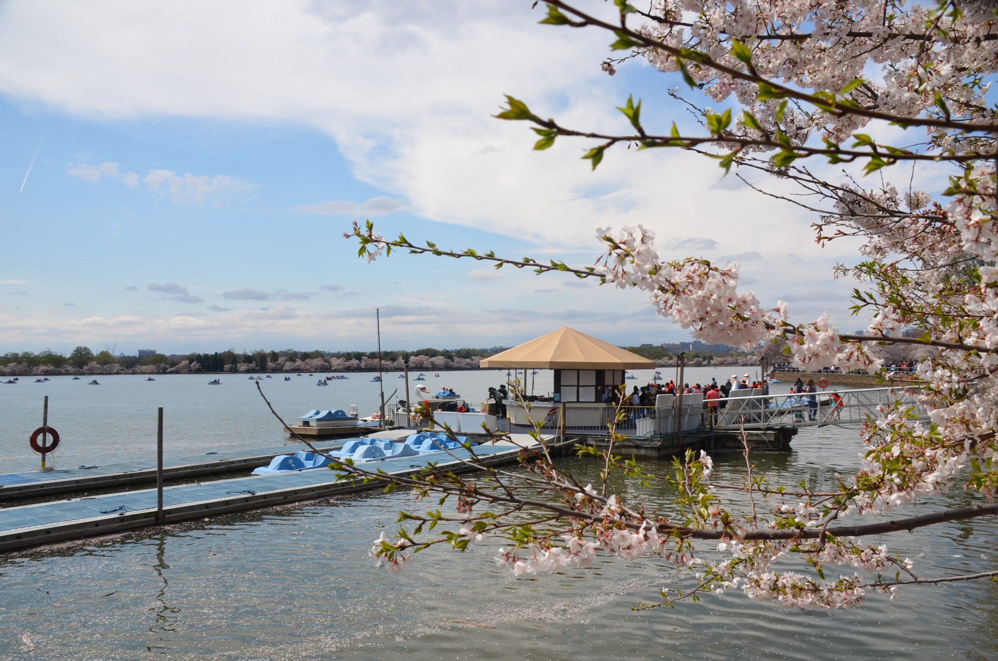 Cherry blossom over a boat dock