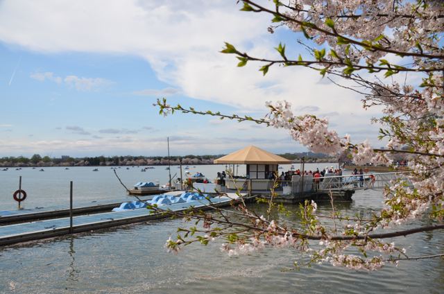 Cherry blossom over a boat dock