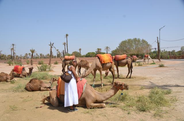 Camels resting under palm trees