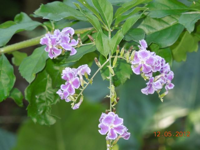 Purple blossoms against green leaves