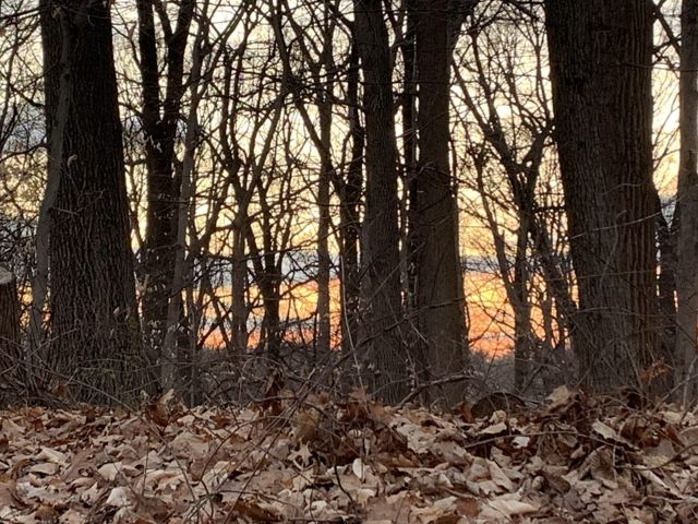Tree trunks above a bed of fallen leaves at sunset