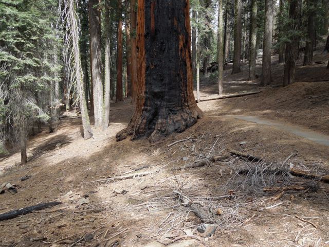 A path through towering sequoias